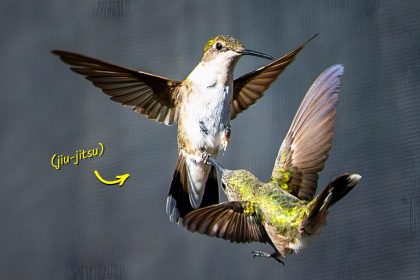 Des colibris s’affrontent à une vitesse fulgurante dans le ciel — les images