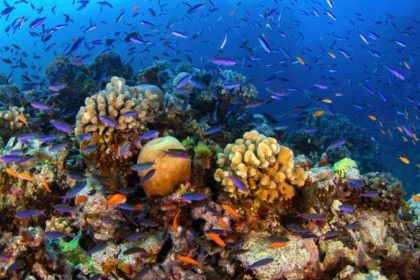 Après un « record » de 2024, la Grande Barrière de corail retrouve‑t‑elle une santé inattendue ? Un expert estime que le récif est en « excellent état »