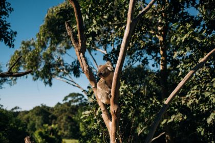 L’Australie crée un immense parc national pour des milliers de koalas