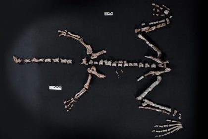 Argentine : un dinosaure vieux de 230 millions d’années qui bouleverse notre compréhension de la vie sur Terre