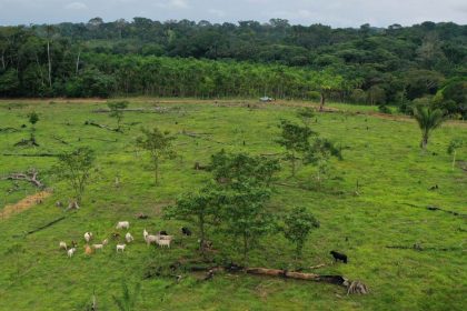 La Commission européenne veut affaiblir le projet de loi sur la protection des forêts