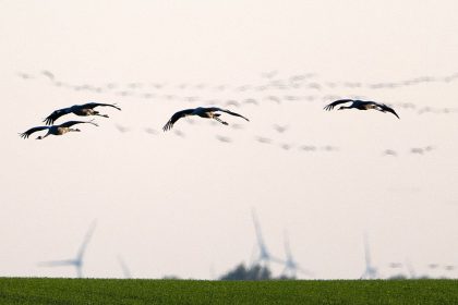Un parc éolien à la place d’un parc naturel en Allemagne : « Ne faites pas cela à notre région »