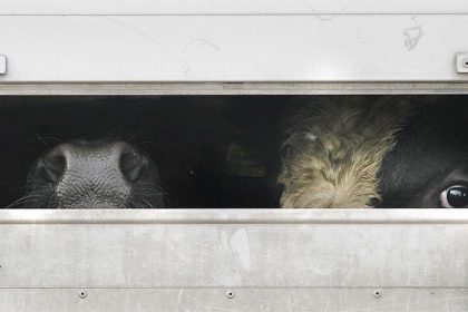Camions surchargés, bêtes en souffrance : la réforme européenne du transport des animaux à l’arrêt