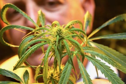 Australie : médecins et pharmaciens tirent la sonnette d’alarme sur les dérives du cannabis médical