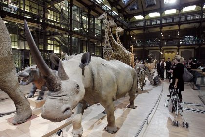 Vol spectaculaire au Muséum d’histoire naturelle : une suspecte chinoise écrouée à Paris