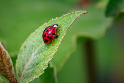 Invasion de coccinelles asiatiques