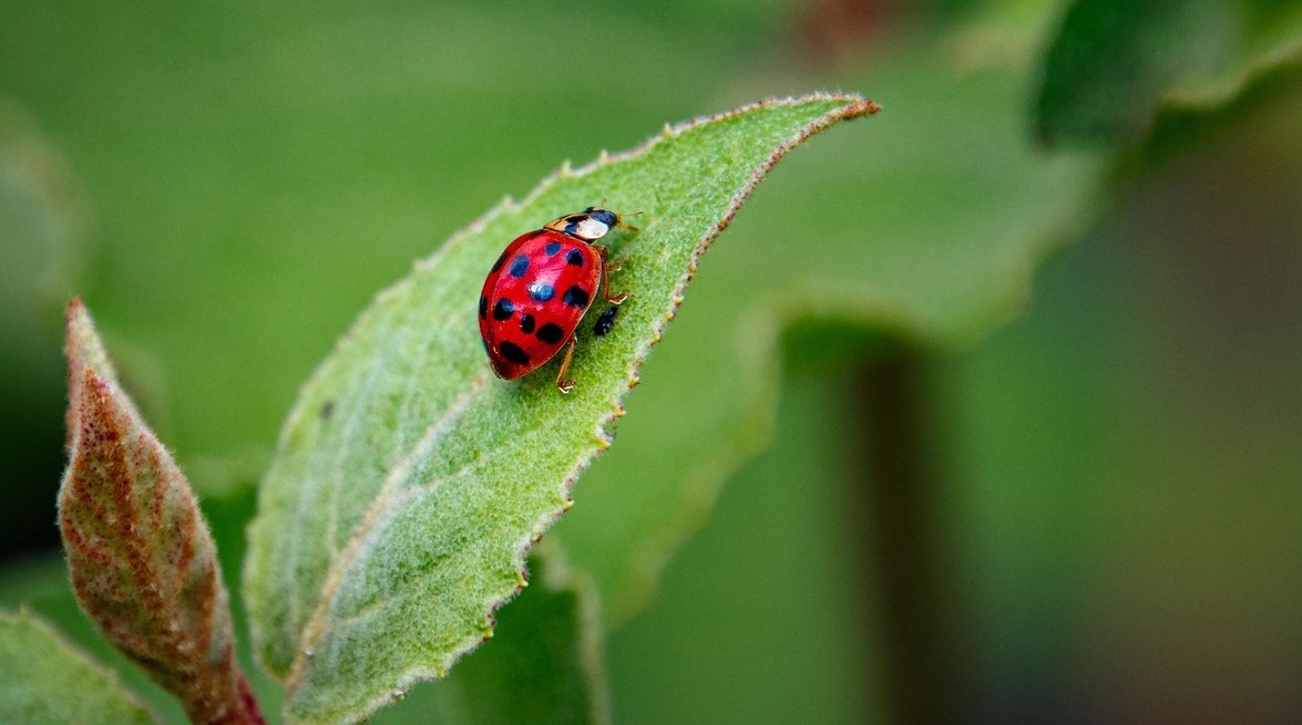 Invasion de coccinelles asiatiques — free download