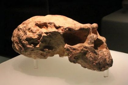 Un crâne d’un million d’années pourrait modifier la chronologie de l’évolution humaine