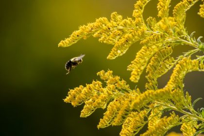 Verge d’or : comment reconnaître, cultiver et entretenir cette fleur lumineuse d’automne