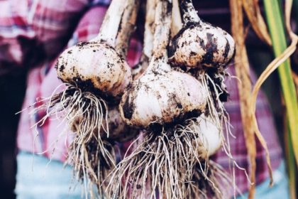 De la terre à l’assiette : tous les bienfaits de l’ail