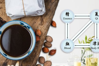 Comprendre l’Équilibre : Essence, Qi, Sang, Fluides Corporels en MTC