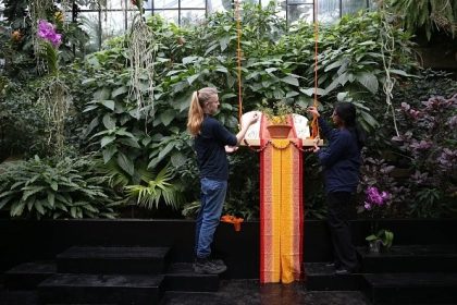 Du temple à la tasse : le basilic, la feuille sacrée vieille de 3.000 ans qui régénère le corps et l’esprit