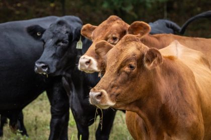 La vérité complexe de notre lien avec les animaux : entre respect et responsabilité