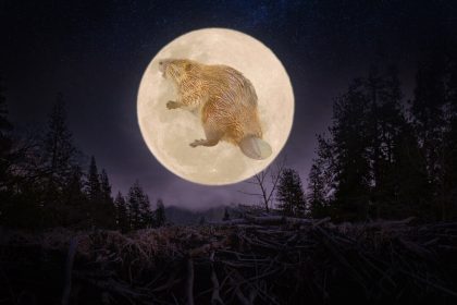La « lune du Castor » : la superlune la plus spectaculaire de 2025 illumine l’automne