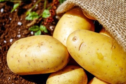 Les étonnants bienfaits santé de la pomme de terre : nos solutions pour l’intégrer sans grossir