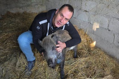 Maurice définitivement sauvé : le sanglier « ne sera ni abattu ni euthanasié »