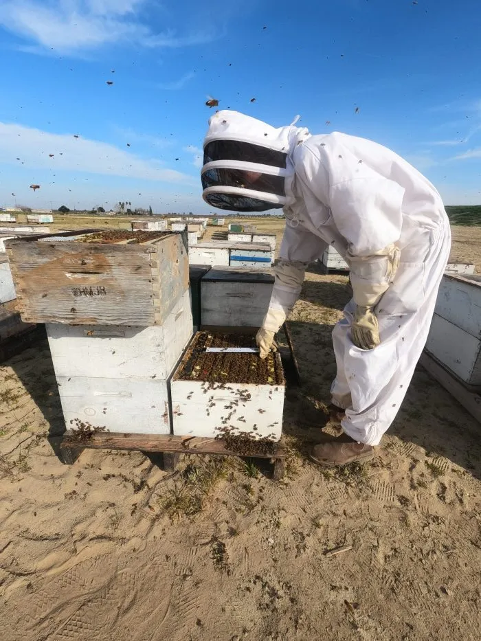 Abeilles en Espagne : pourquoi l’apiculture est devenue vitale pour l ...
