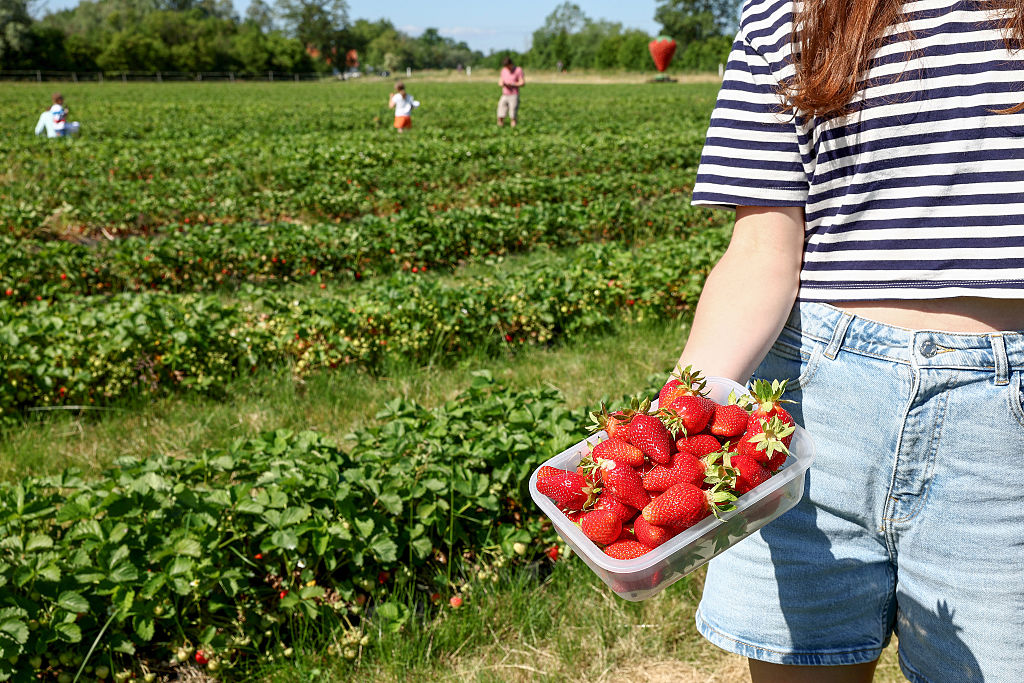 Fleurons Rajouri Liquidation d'Anjou Fruits Rouges : la chute d'un fleuron local passé ...