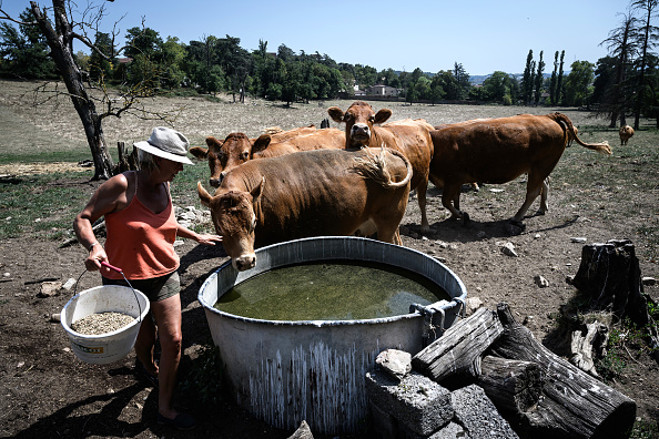 Les effets dévastateurs de la canicule sur l’agriculture en France
