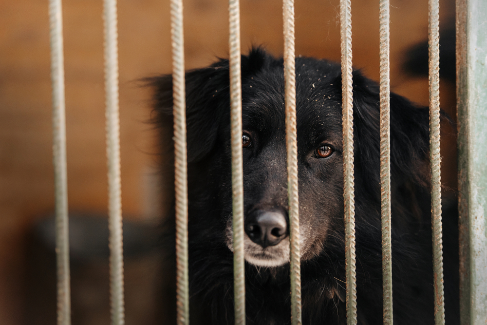 À Aix-en-Provence, 8 parquets et 200 vétérinaires s’allient contre la maltraitance animale
